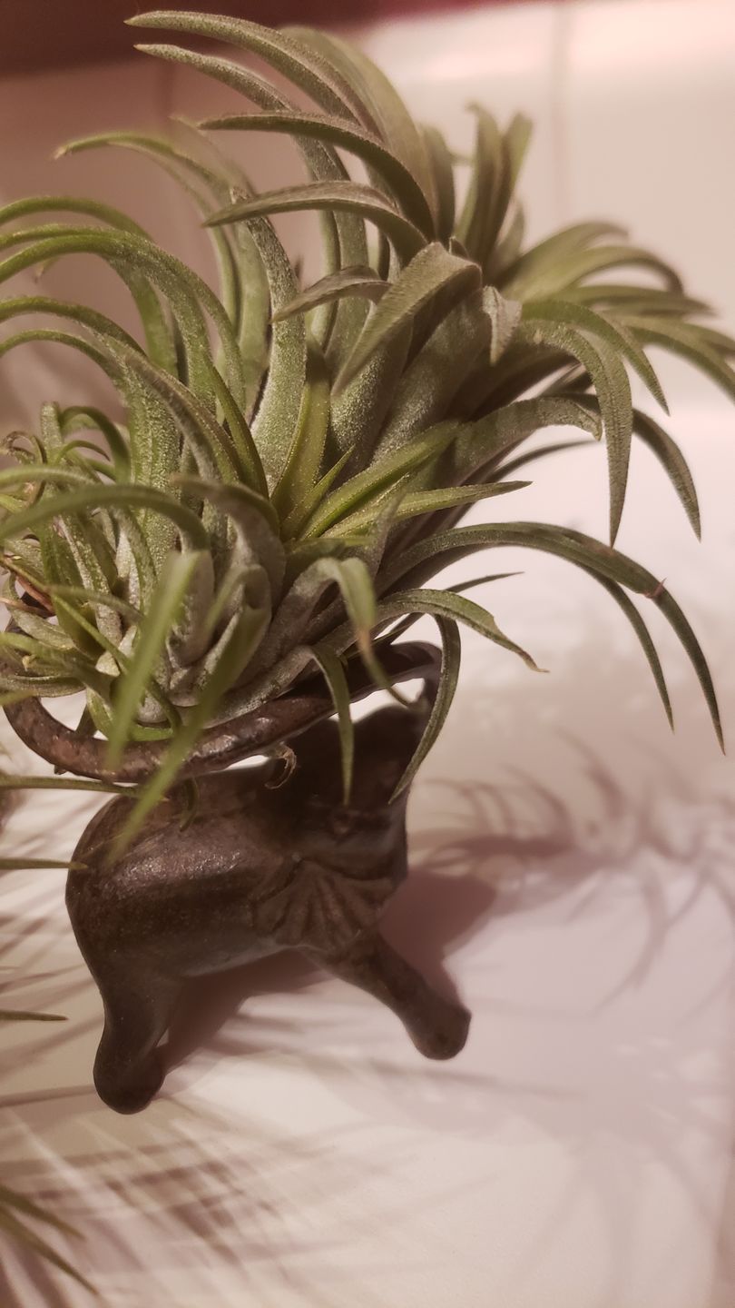Customer photo review of Ionantha Curly Giant
