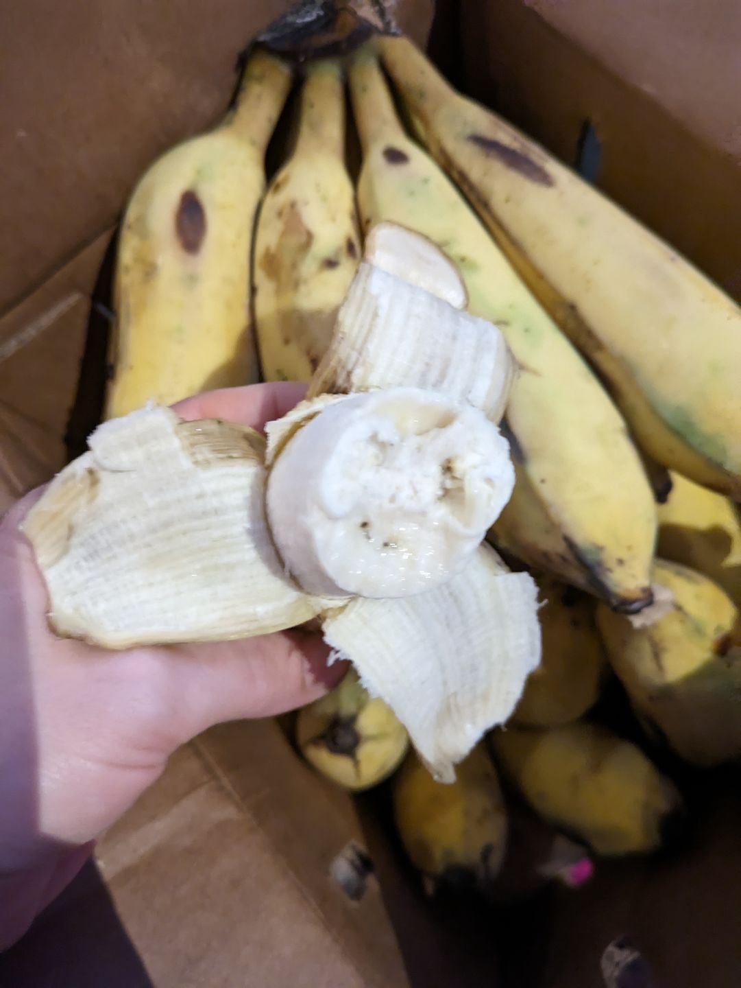 Customer photo review of Banana Variety Box