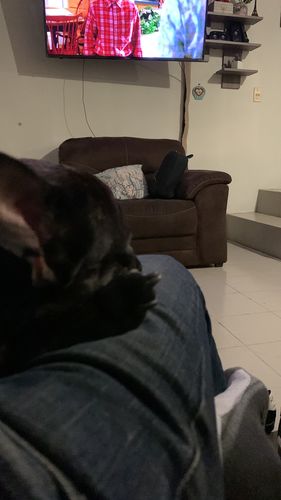 Customer photo review of Skin Kit. Salmon Oil, Balsamo y Skin & Coat. Ideal para un Pelaje y Piel Sana y Libre de Irritaciones