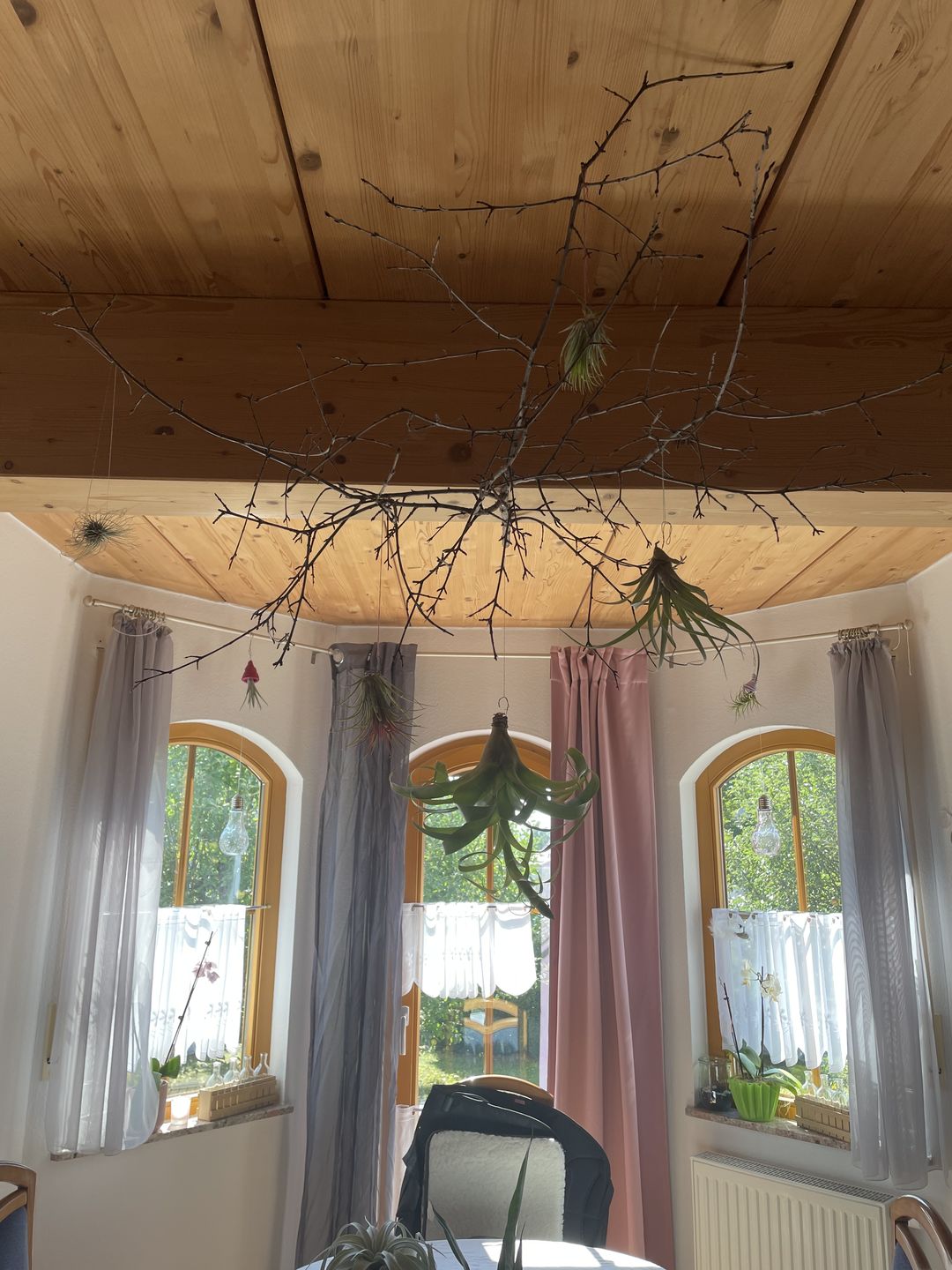 Customer photo review of Tillandsia xerographica