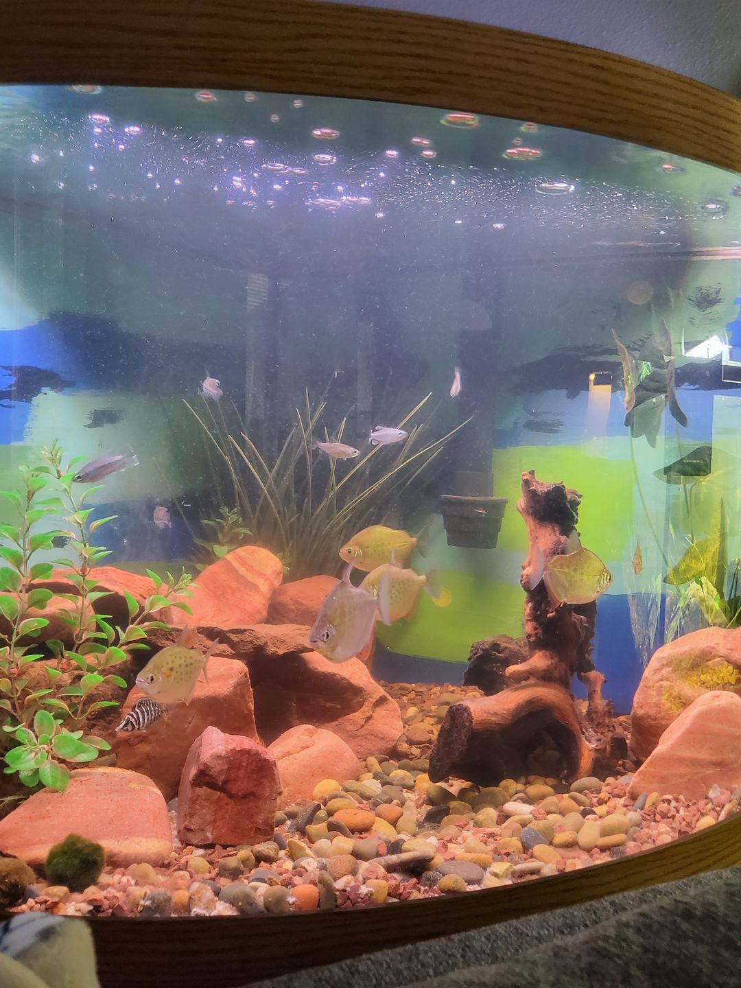 Customer photo review of Northfin Bug Pro