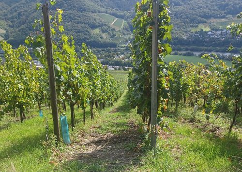 Customer photo review of Sport Pro - gesunde & bequeme Barfußschuhe