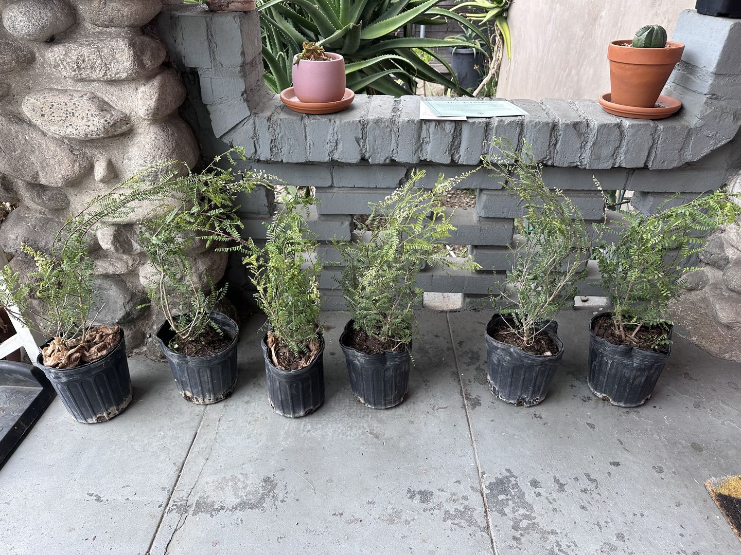 Customer photo review of Texas Kidneywood