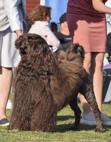 Customer photo review of I'm So Silky Shampoo