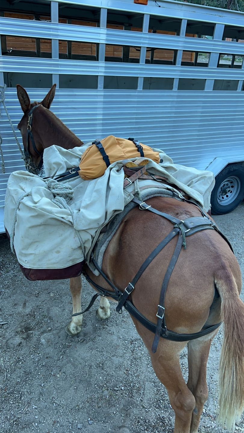 Customer photo review of The Brumby