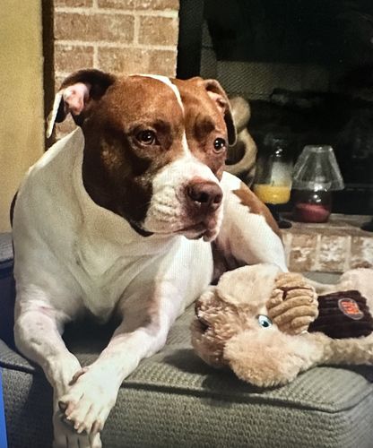 Customer photo review of Custom Paint By Numbers Kit - Upload Your Photo - Brush Set Included