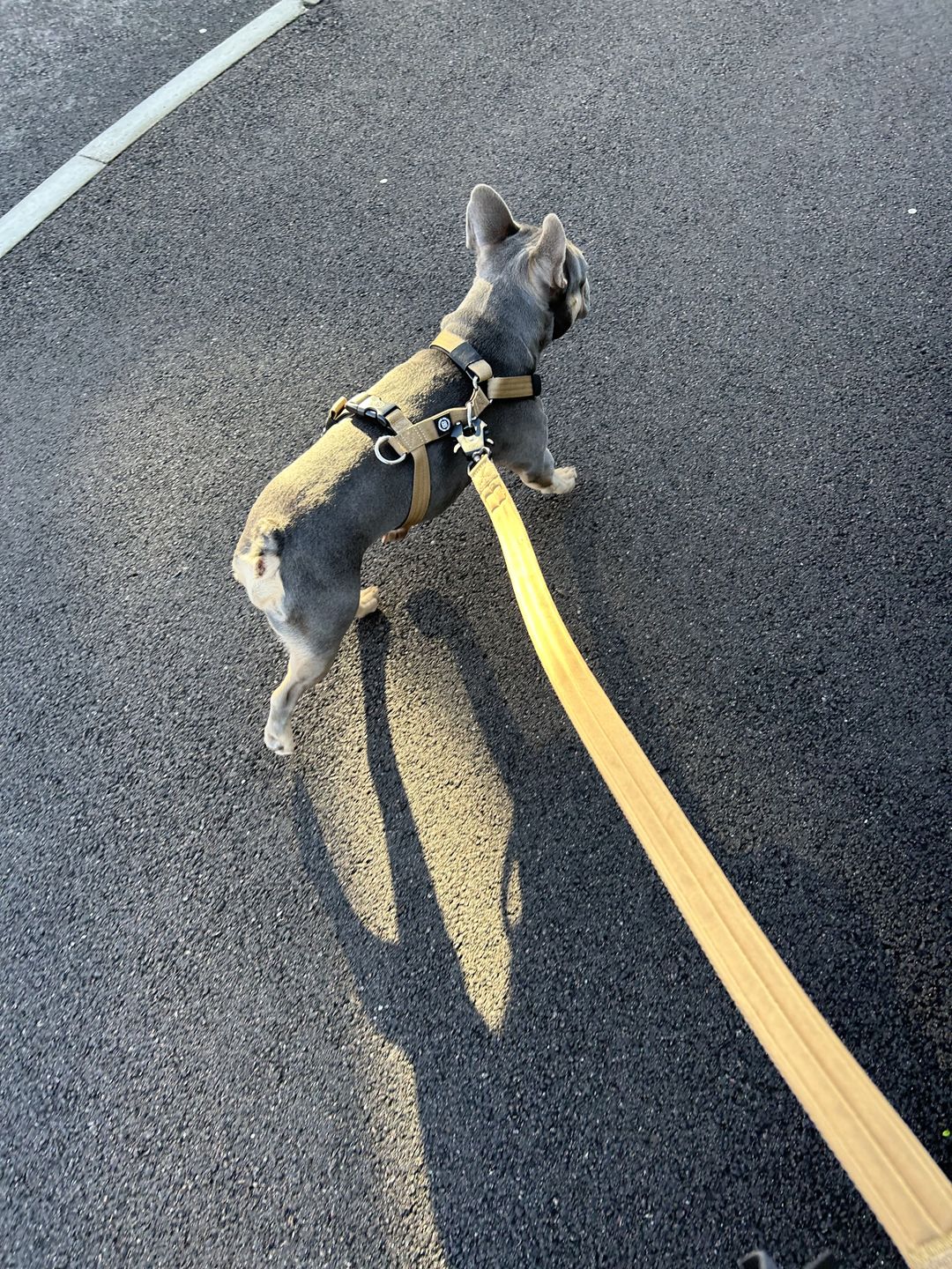 Customer photo review of 1.2m Mini Combat Lead | Foam & Neoprene Lined with Soft Handle - Military Tan