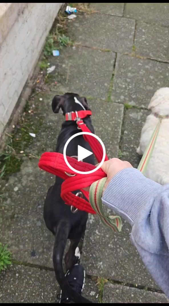 Customer video review of Double Ended Training Lead | All Breeds - Durable & Soft 2m Lead - Red