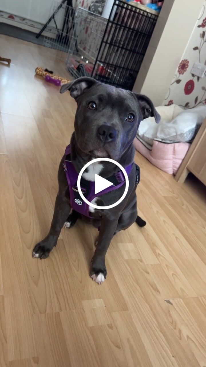 Customer video review of Hurricane Harness - Non Restrictive, With Handle, Adjustable & Reflective - All Breeds - Purple