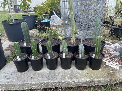 Customer photo review of Cactus Collector Variety Packs | Trichocereus Cactus Variety Packs