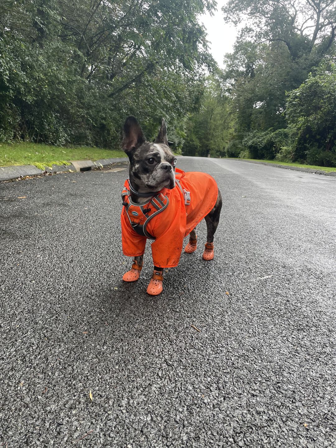 Customer photo review of Nylon Rainbreaker