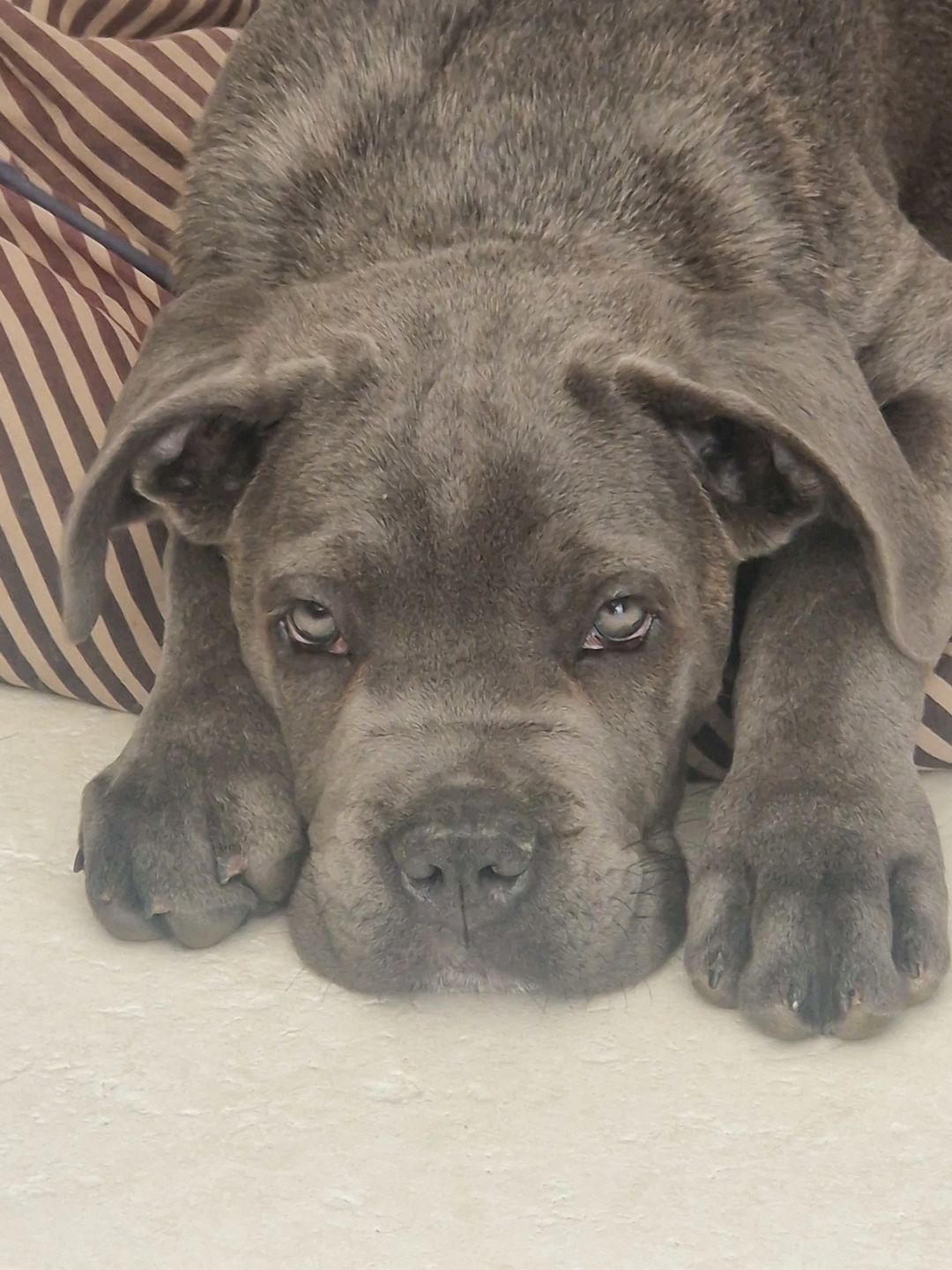 Customer photo review of Croquettes de volaille riches en ingrédients frais - Moy. / Grande taille (chien adulte)