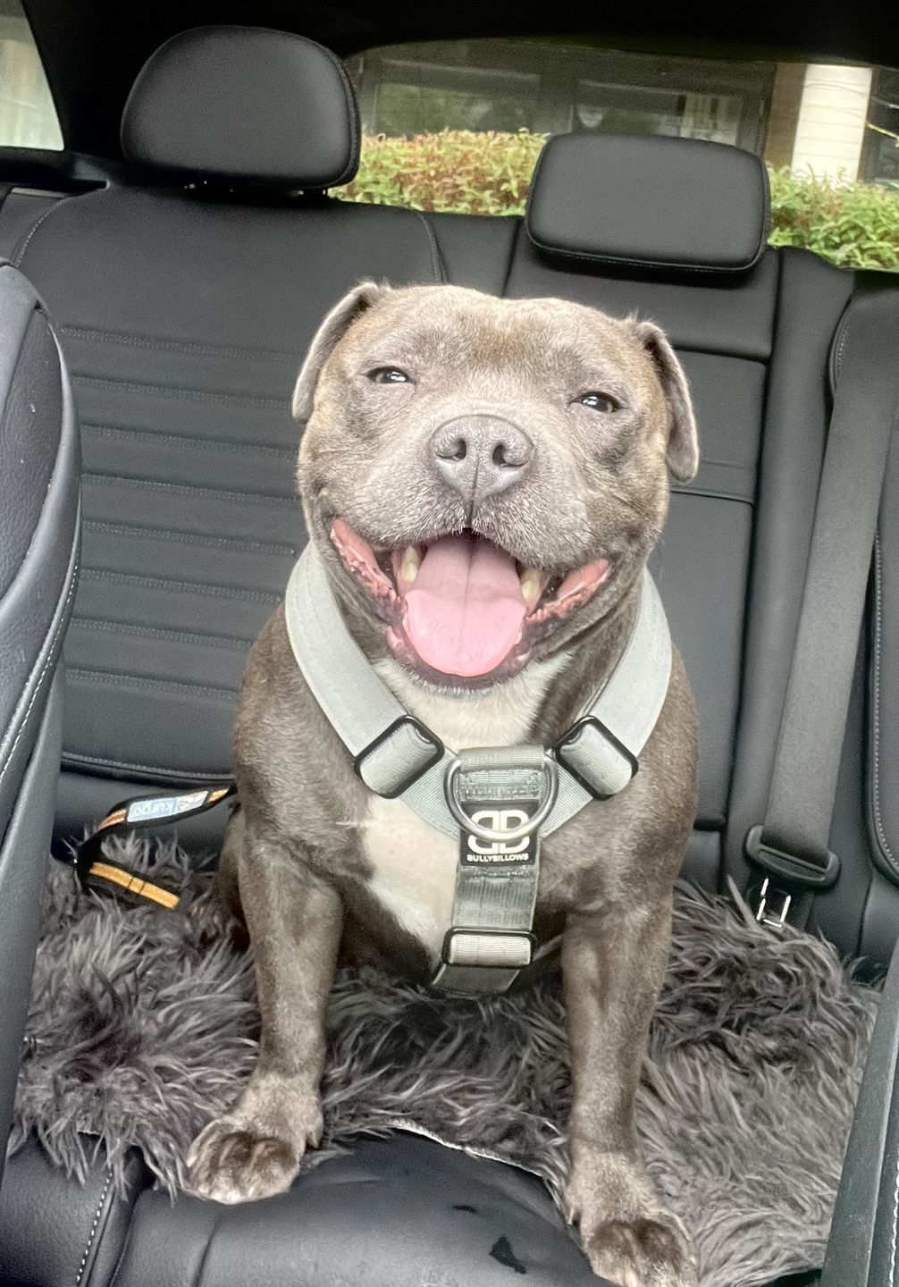 Customer photo review of TRI-Harness® | Anti-Pull, Adjustable & Durable - Dog Trainers Choice - Metal Grey v2.0