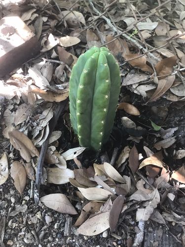 Customer photo review of San Pedro Cactus Cuttings | Echinopsis (Trichocereus) pachanoi Cuttings