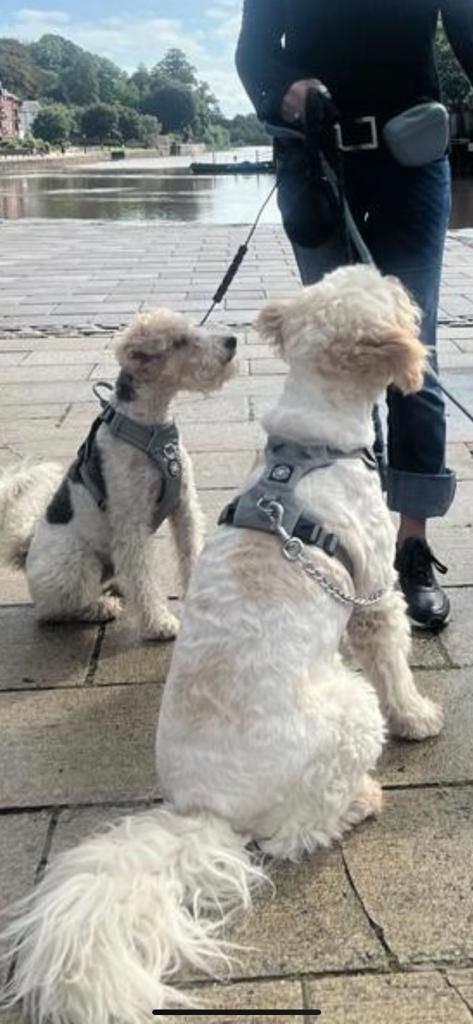 Customer photo review of Air Mesh Harness - Anti-Pull, With Handle, Non Restrictive & Adjustable - Grey