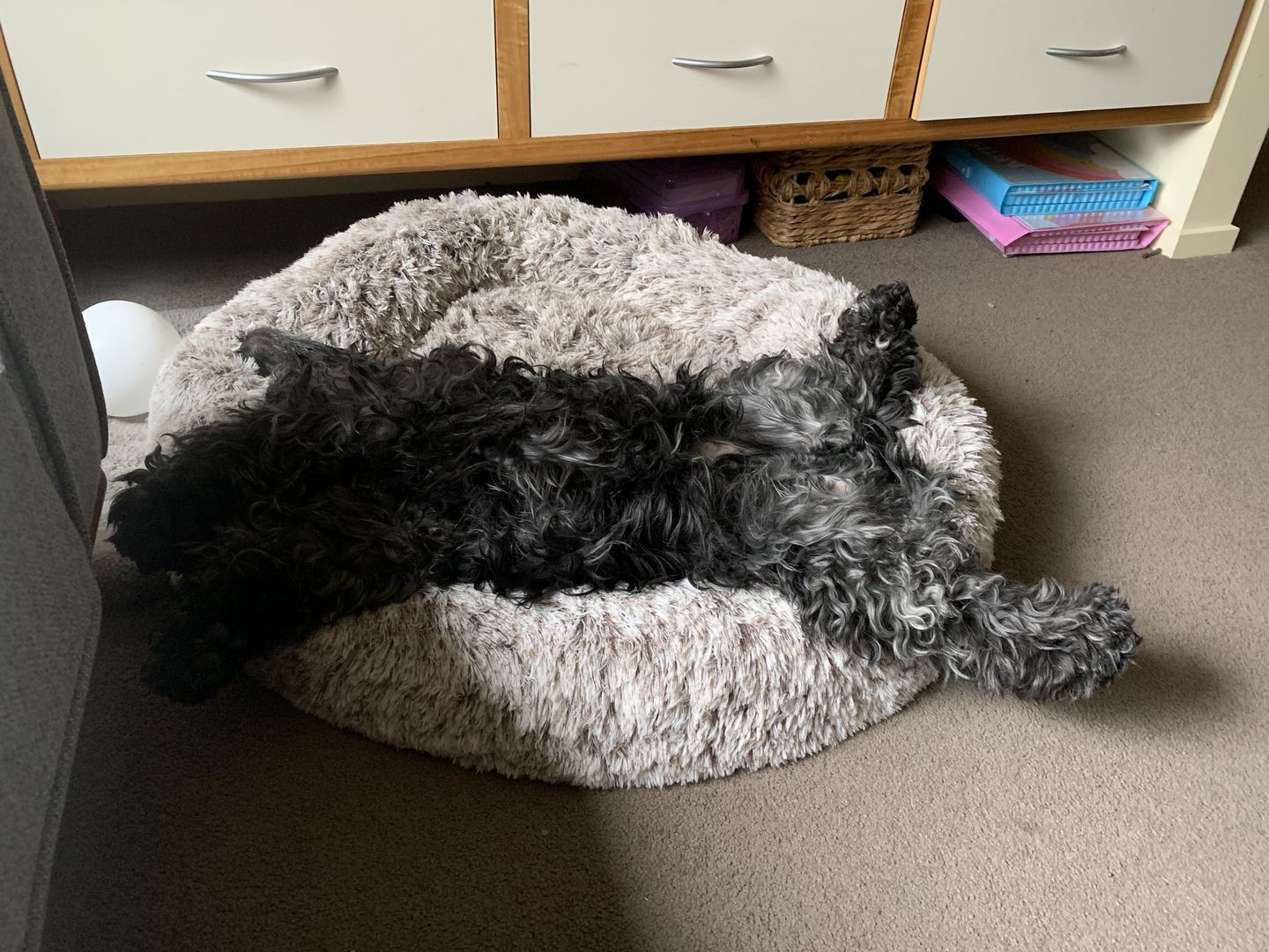 Customer photo review of Super Soft Calming Dog Beds