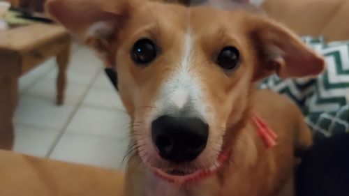 Kundenbewertung mit Foto zu BELISY Bachblüten Globuli für Hunde & Katzen - gegen Juckreiz - 10 g