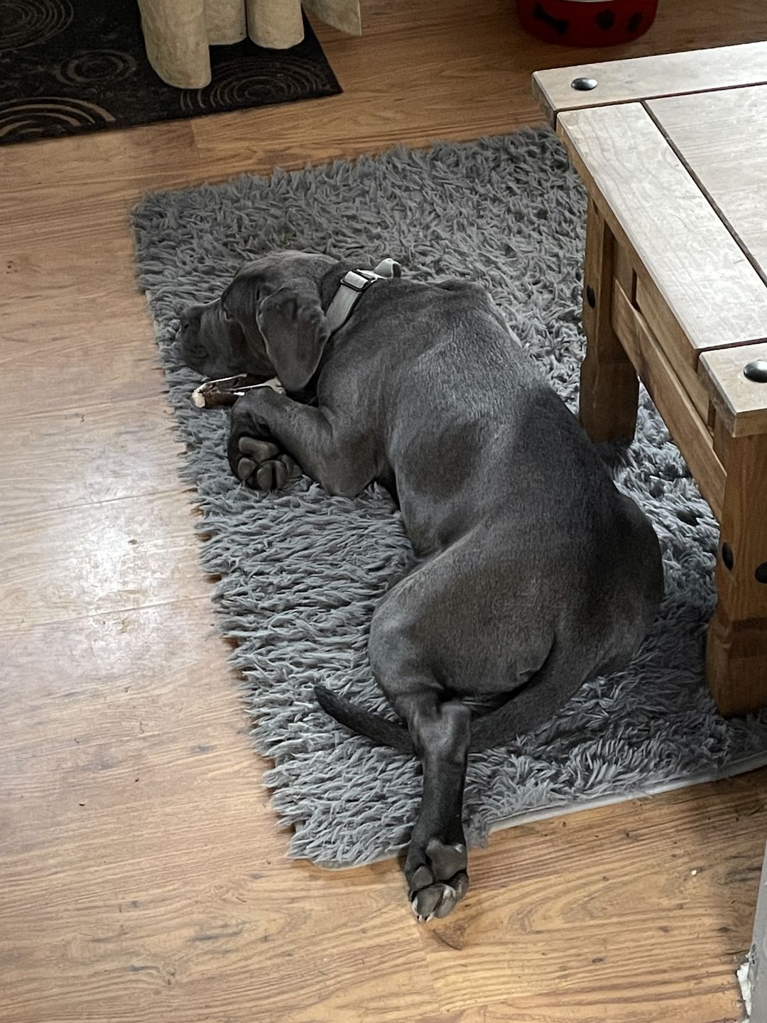 Customer photo review of 2.5cm Combat® Collar | With Handle & Rated Clip - Metal Grey v2.0
