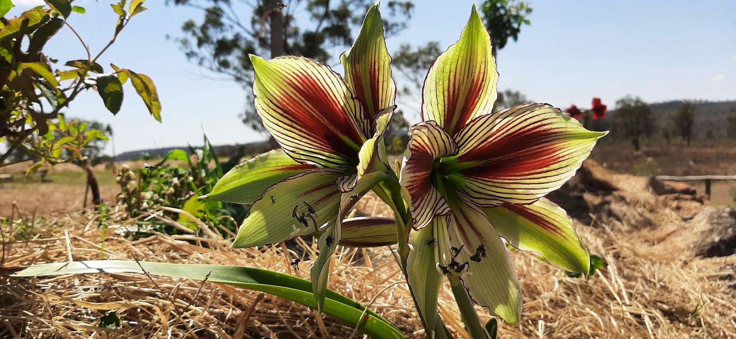Customer photo review of Hippeastrums | Amaryllis