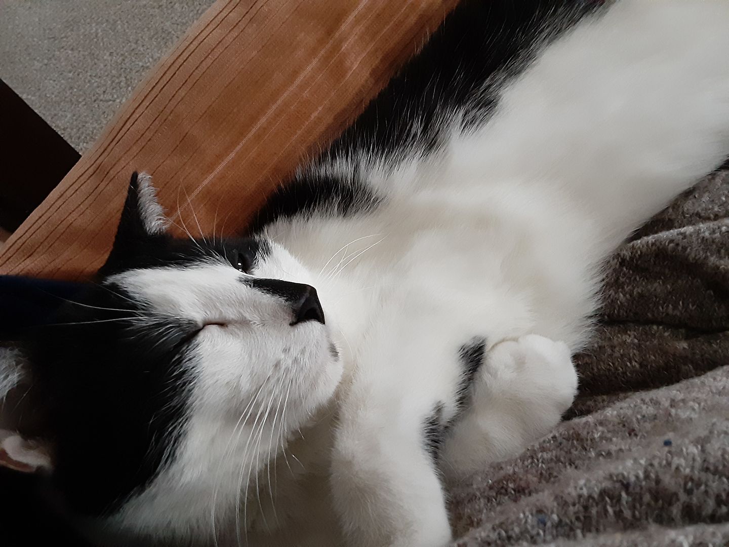 Customer photo review of Royal Canin Veterinary Diet - Urinary SO + Calm Dry Cat Food