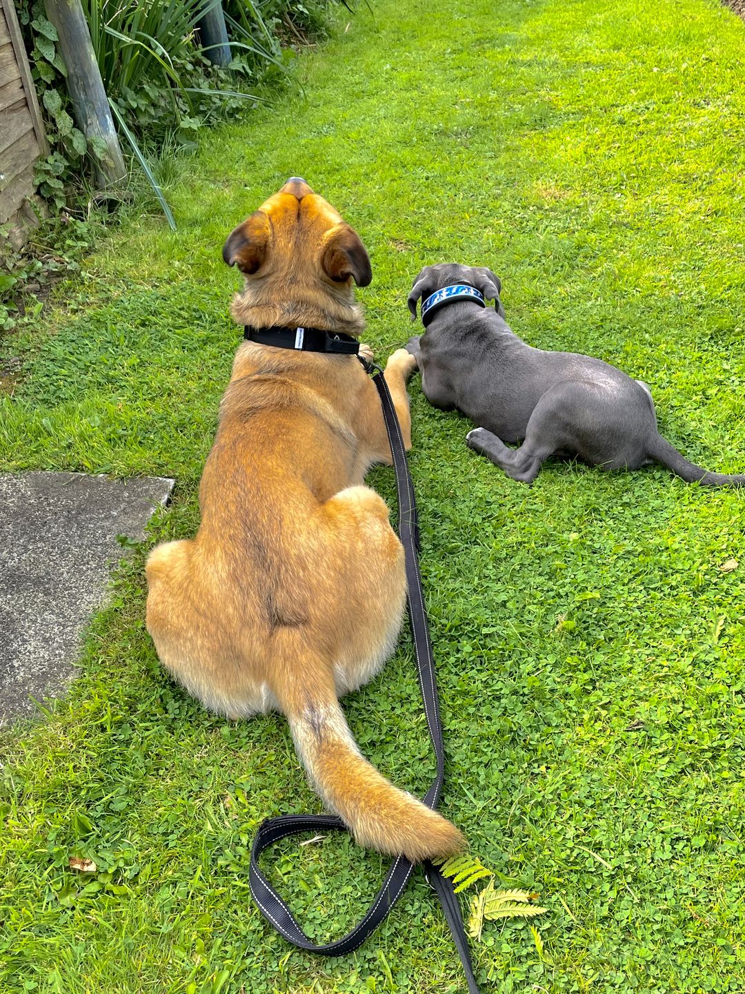 Customer photo review of 4cm Combat® Collar | With Handle & Rated Clip - Black v2.0