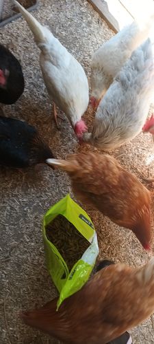 Customer photo review of BSF Larven - getrocknete Soldatenfliegenlarven