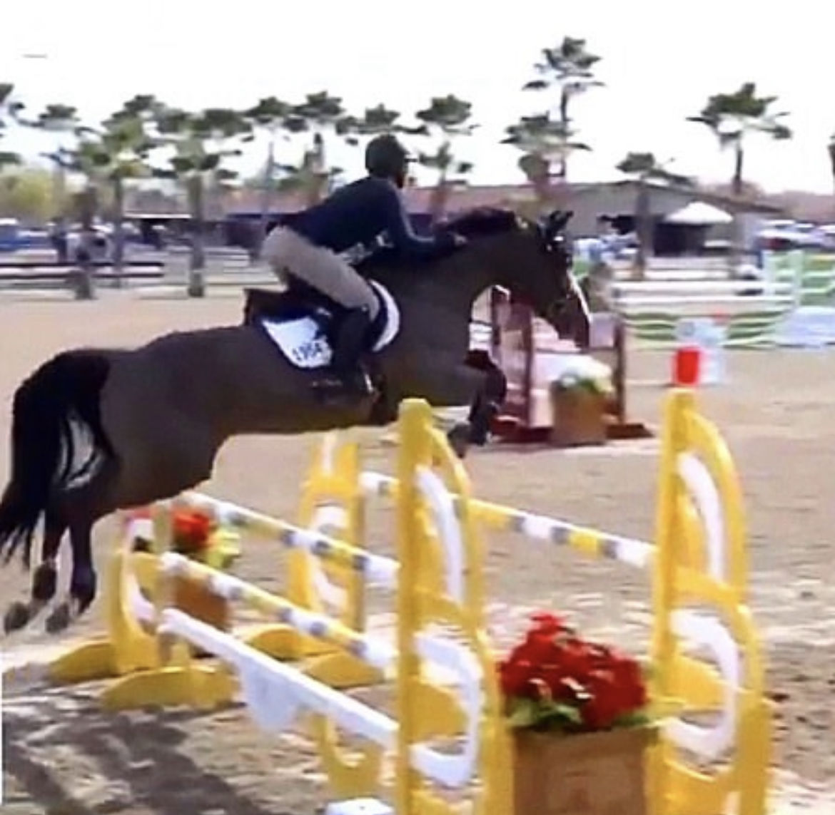 Customer photo review of OptiWize Collagen +Plus Horse Joint Supplement