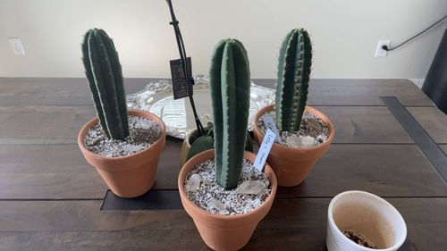 Customer photo review of Cactus Collector Variety Packs | Trichocereus Cactus Variety Packs
