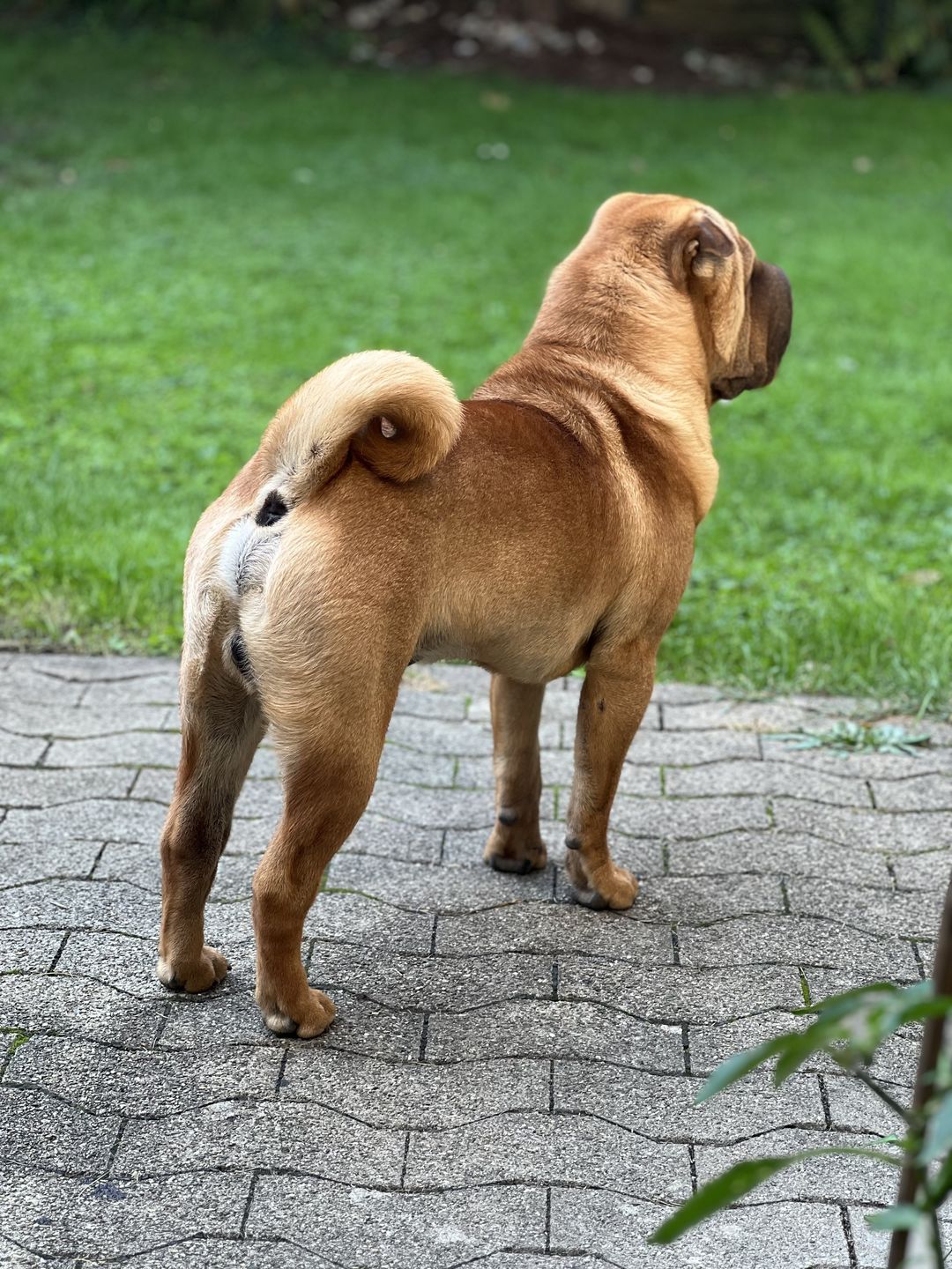 Customer photo review of Lamm gemischt 500g ab pro Wurst nur 9.70.-  "Tiefgekühlt"