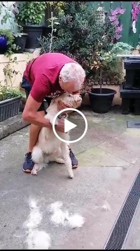 Customer video review of Pet Pro Grooming Tool