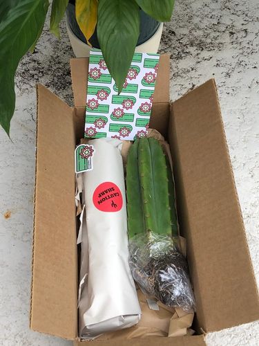 Customer photo review of San Pedro Cactus | Echinopsis (Trichocereus) pachanoi