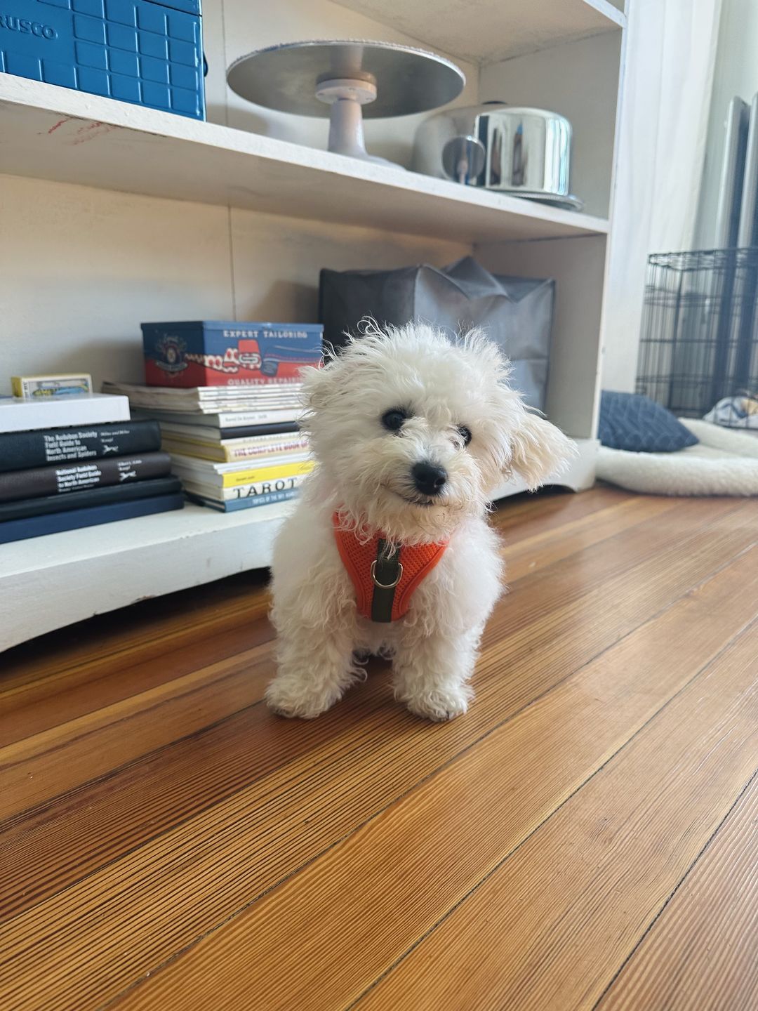 Customer photo review of Color-Block Padded Harness