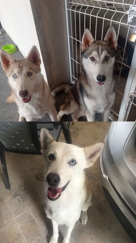 Customer photo review of Calming Powder. Calmante para Perro Natural para Hiperactividad / Estrés Sabor a Pescado de 270g