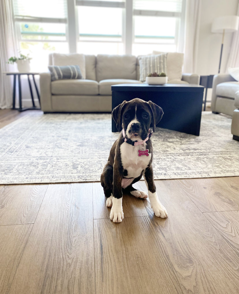 Customer photo review of Distressed Vintage Chilaz Grey Rug