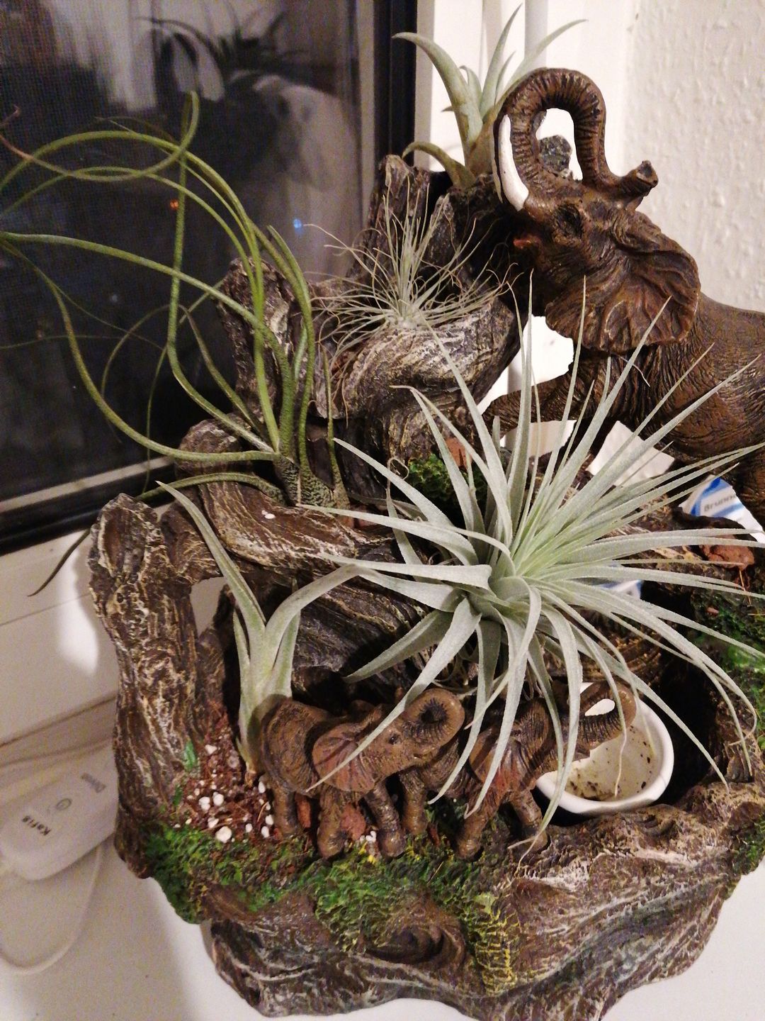 Customer photo review of Tillandsia butzii