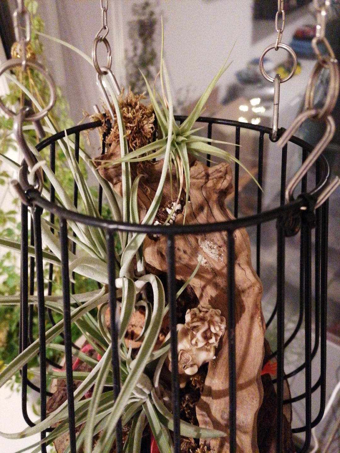 Customer photo review of Tillandsia aeranthos