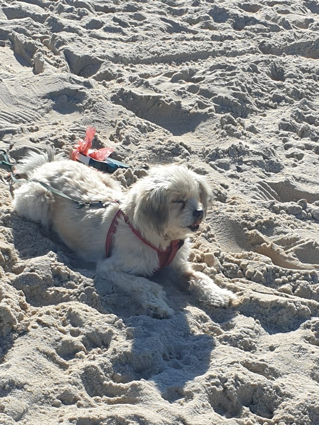 Customer photo review of Allergietest Pro Hund