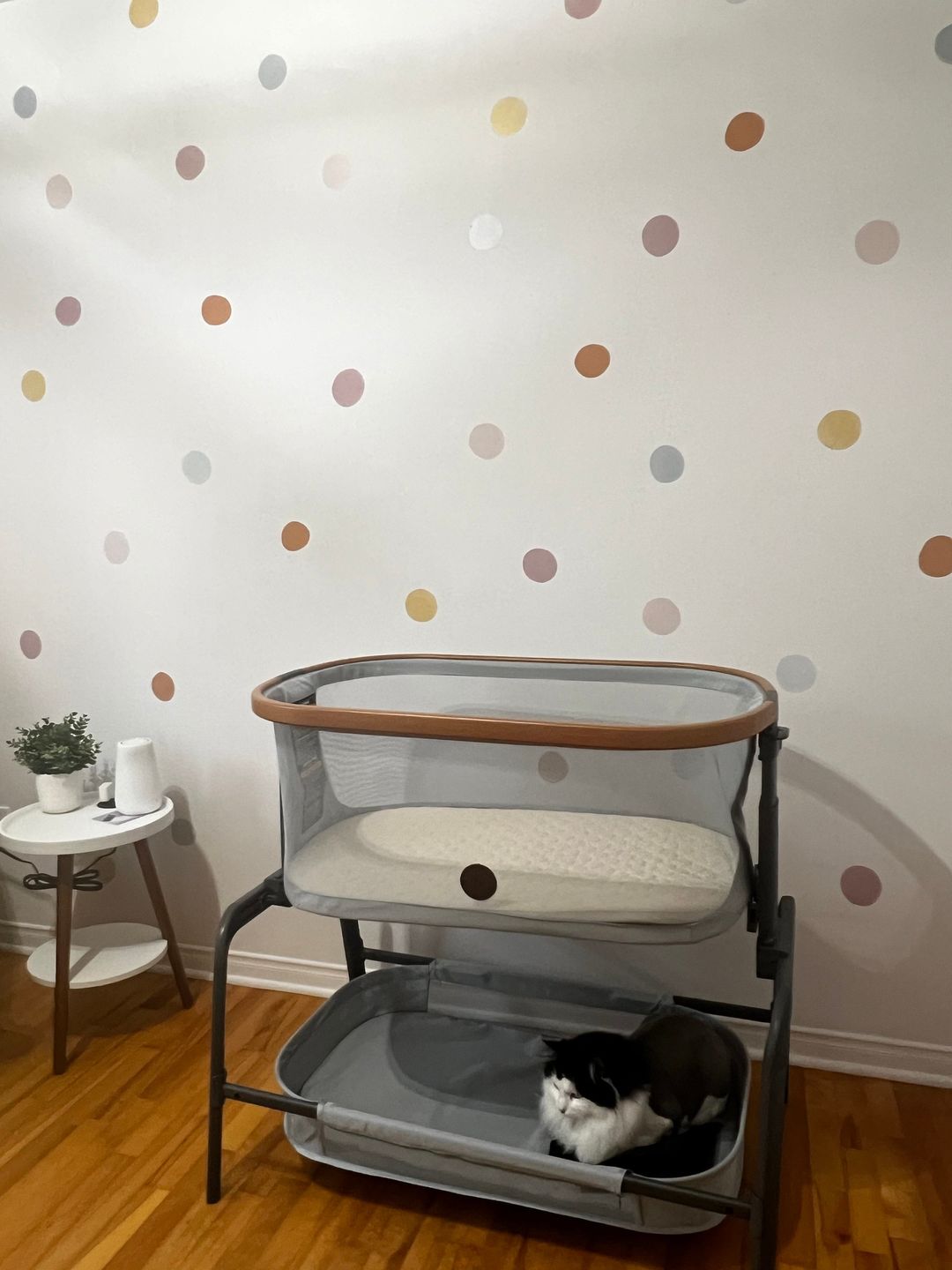 Customer photo review of Neutral Dots