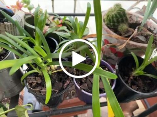 Customer video review of Agapanthus
