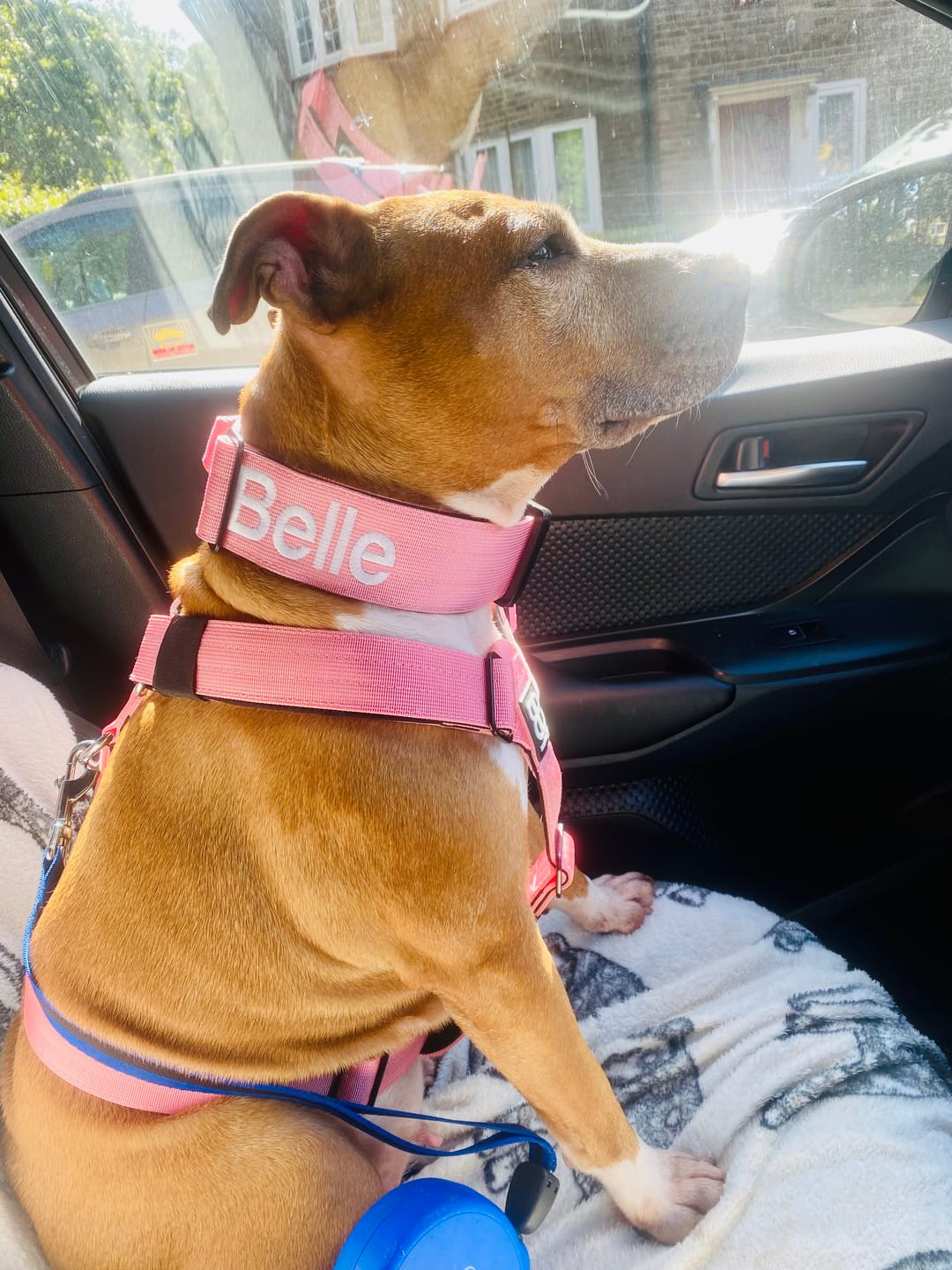 Customer photo review of TRI-Harness® | Anti-Pull, Adjustable & Durable - Dog Trainers Choice -  Pink v2.0