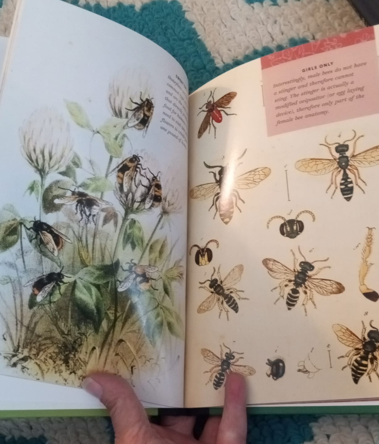 Customer photo review of The Little Book of Insects