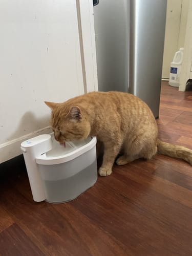 Customer photo review of Kabelloser Katzenbrunnen