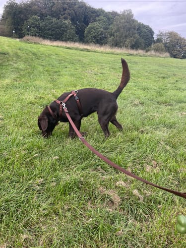 Customer photo review of Premium Hundeleine gepolstert 2 & 3 Meter verstellbar