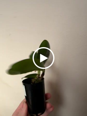Customer video review of Cattleya Orchid