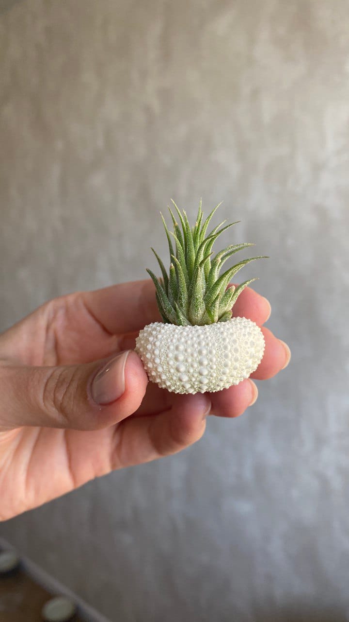 Customer photo review of Ionantha Peanut  (Mini Ionantha Form)
