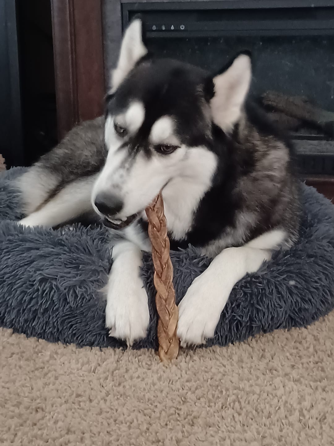 Customer photo review of 12 Inch Standard Braided Bully Stick