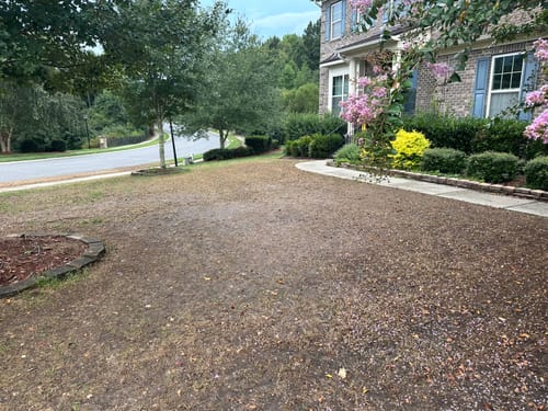 Customer photo review of GCI Turf Type Tall fescue Grass Seed