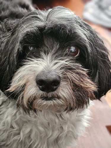 Customer photo review of Hemp Spring Bundle Exclusive: Hemp Seed Oil + Free pack of Doggie Wipes