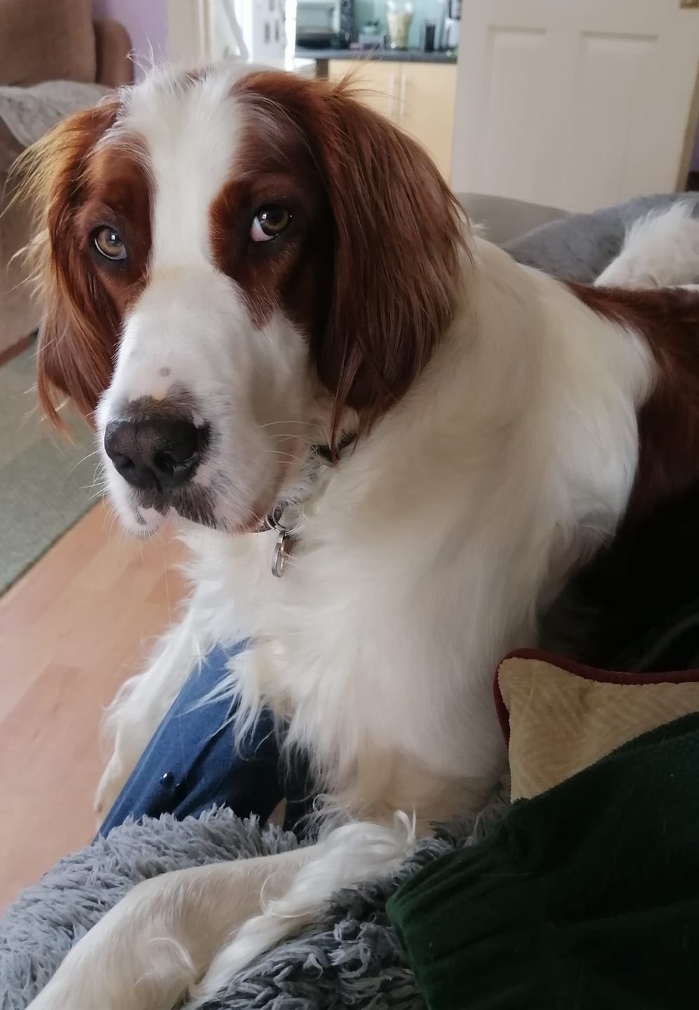 Customer photo review of Total Calm Powder For Dogs