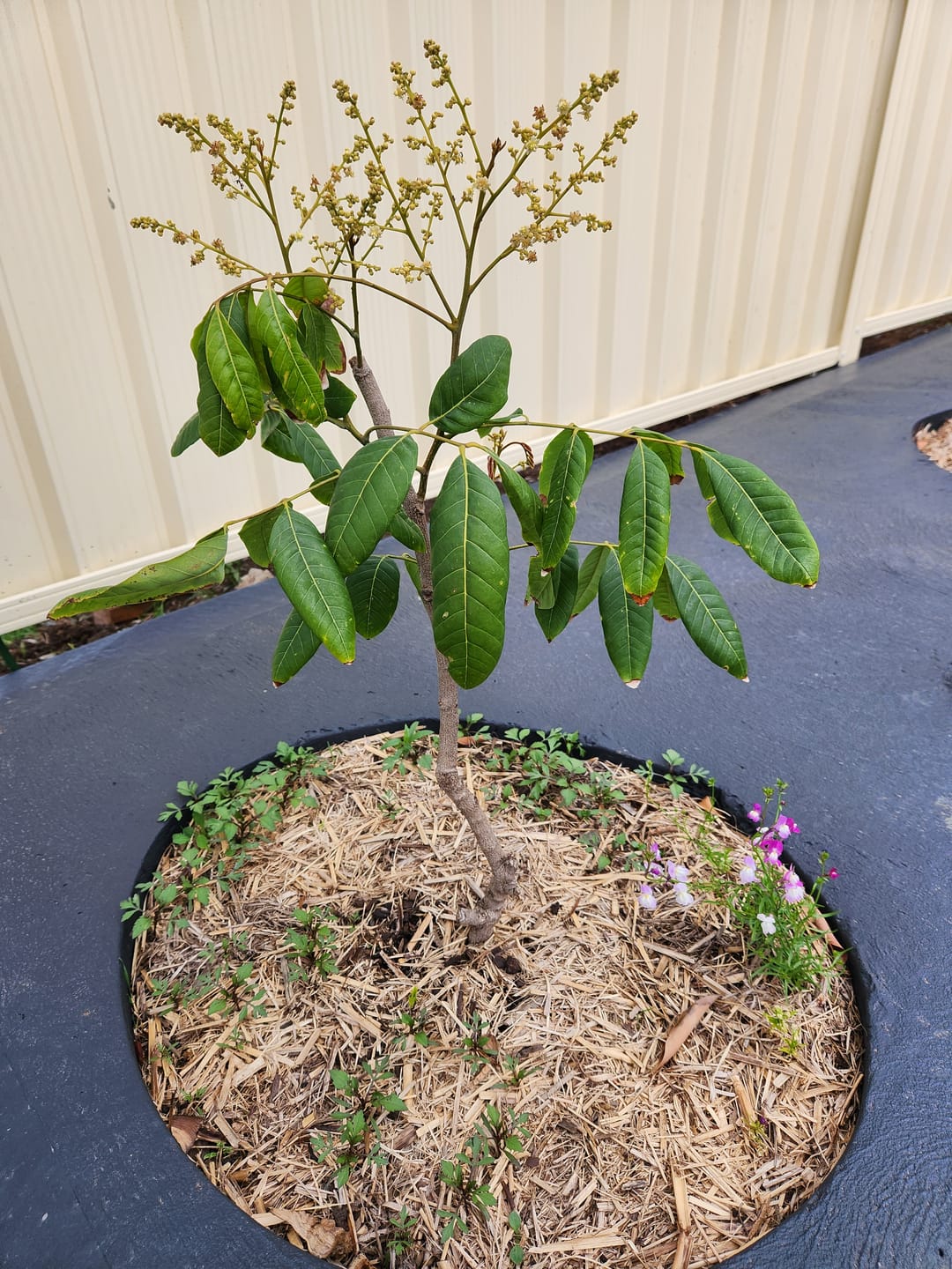 Customer photo review of Longanberry